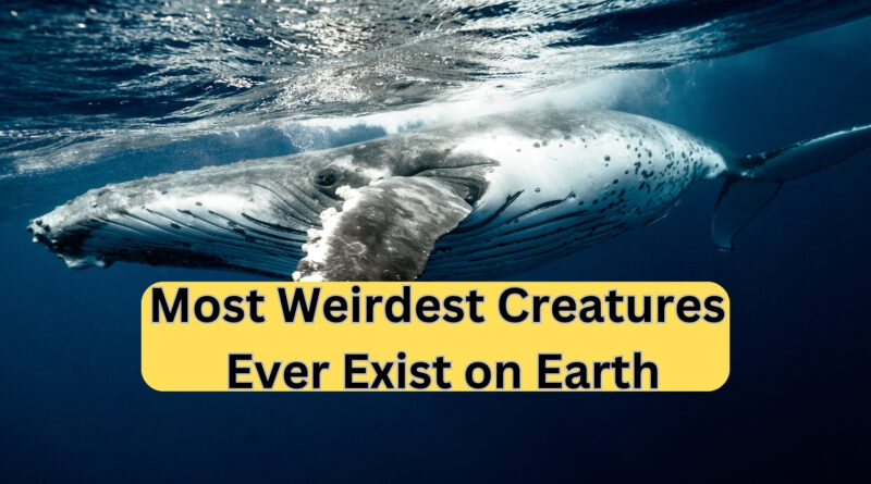 Most Weirdest Creatures Ever Exist on Earth
